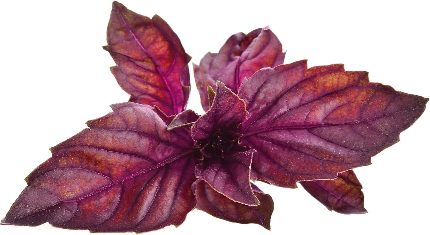 Smart Garden Red Basil Plant Pods, 3-Pack