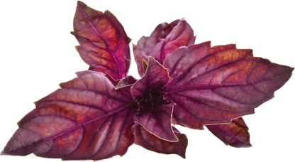 Smart Garden Red Basil Plant Pods, 3-Pack